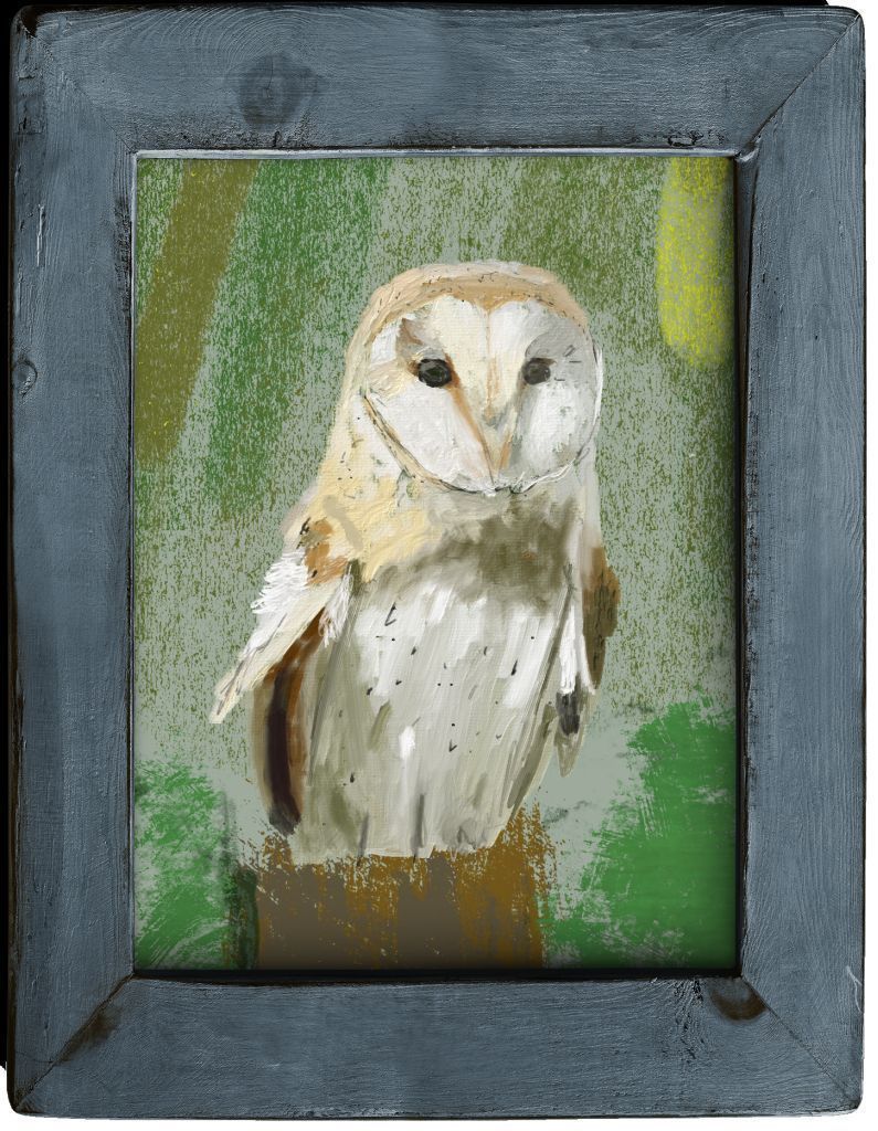 Western Barn Owl (Tyto alba)